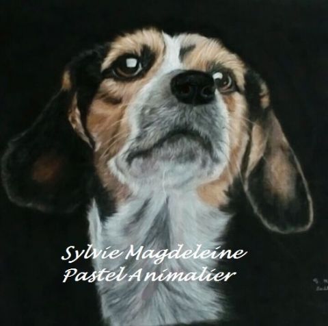 le beagle